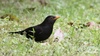 Chinese Blackbird - Photo (c) nanan, some rights reserved (CC BY-NC)