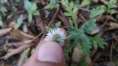 Erigeron dryophyllus