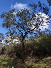 Eucalyptus porosa