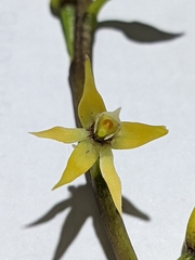 (c) Henrry, some rights reserved (CC BY) Prosthechea grammatoglossa, photograph (c) Henrry, some rights reserved (CC BY)
