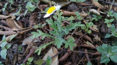 Erigeron dryophyllus