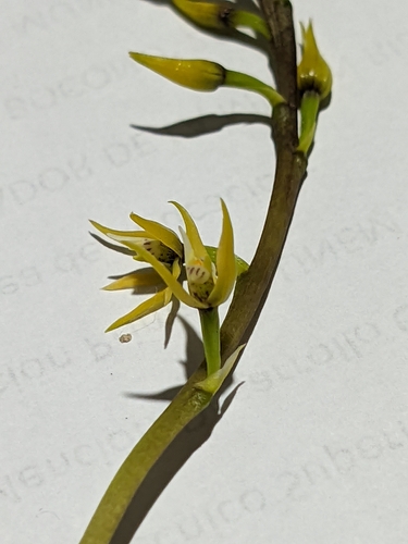Prosthechea grammatoglossa, photograph 4