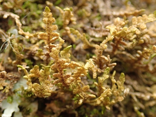 Porella pulcherrima