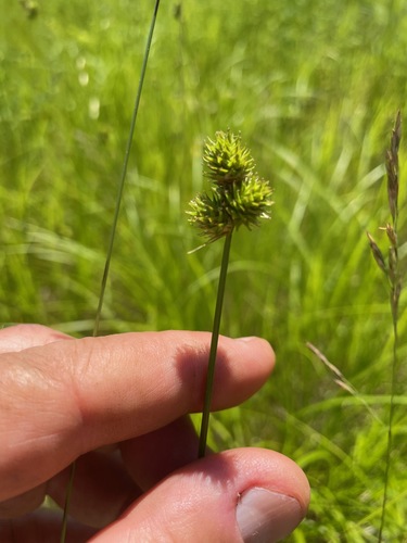 Carex molesta
