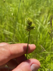 (c) Tom Scavo, some rights reserved (CC BY) Carex molesta, photograph (c) Tom Scavo, some rights reserved (CC BY)
