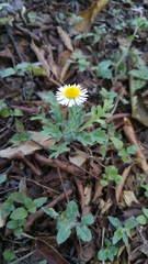 Erigeron dryophyllus