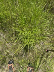 (c) Tom Scavo, some rights reserved (CC BY) Carex molesta, photograph (c) Tom Scavo, some rights reserved (CC BY)