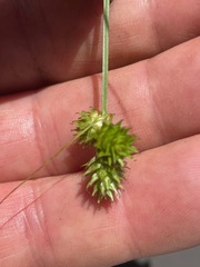 (c) Tom Scavo, some rights reserved (CC BY) Carex molesta, photograph (c) Tom Scavo, some rights reserved (CC BY)
