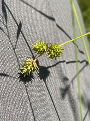 Carex molesta, photograph 3