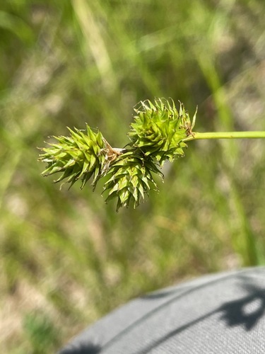 Carex molesta, photograph 4