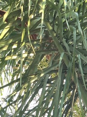 Syagrus romanzoffiana