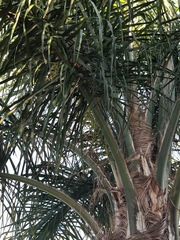 Syagrus romanzoffiana
