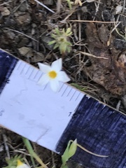 Leptosiphon parviflorus