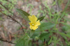 Crocanthemum carolinianum