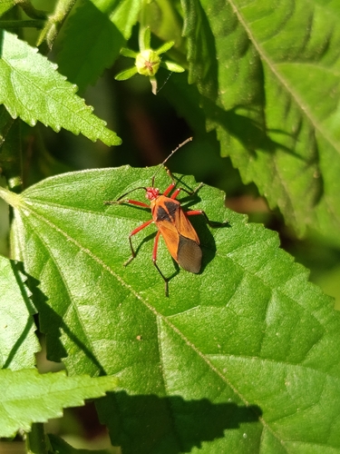 Hypselonotus bitrianguliger