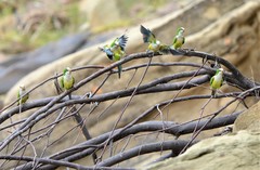 Myiopsitta monachus luchsi