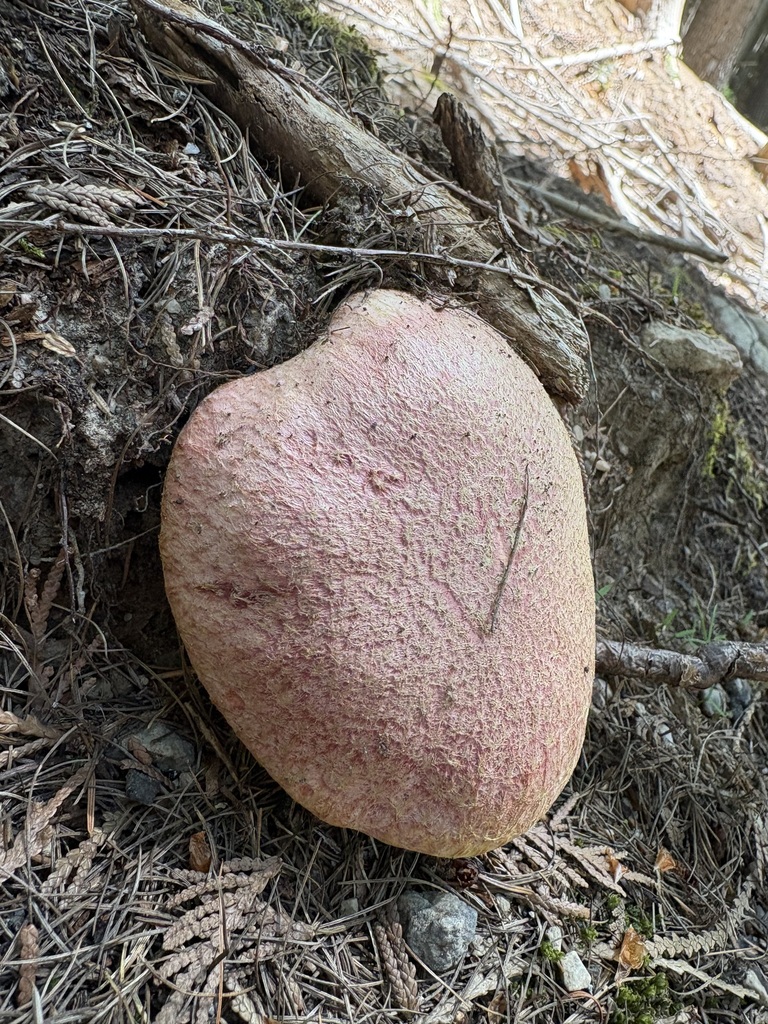 Rosy Larch Bolete