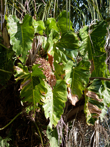 Philodendron maximum, photograph 6