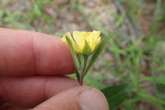 Crocanthemum carolinianum