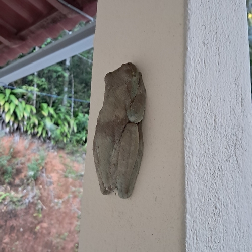 ocellated tree frog