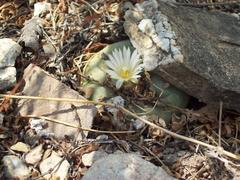 Lophophora diffusa