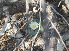 Lophophora diffusa