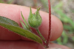 Crocanthemum carolinianum