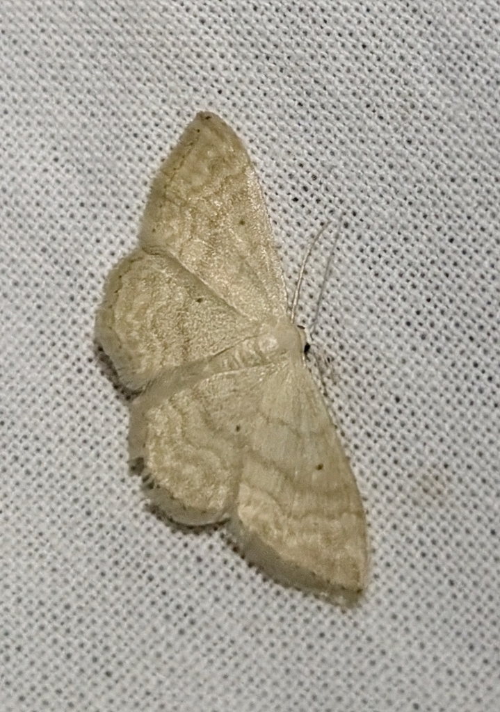 Idaea consanguinaria