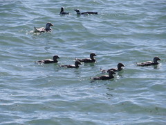 Tachyeres leucocephalus