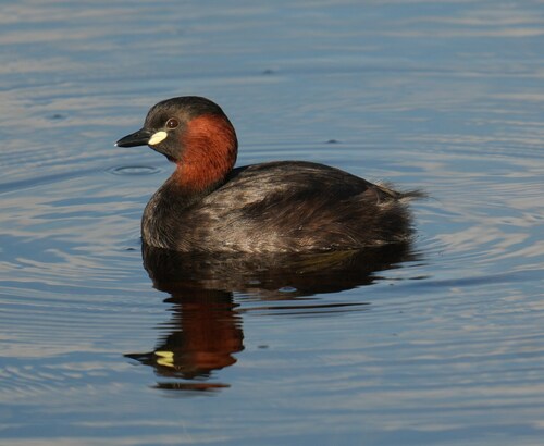 Little Grebe
