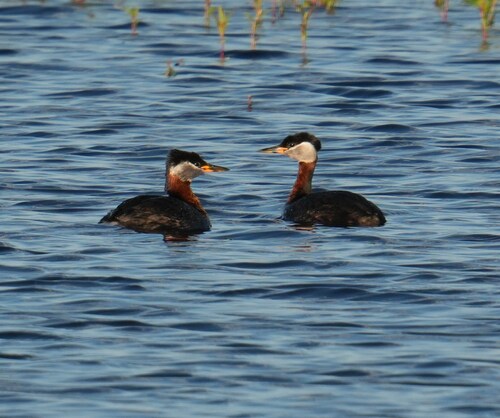 Red-necked Grebe