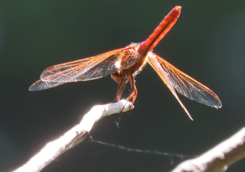 iNaturalist observation photo of Flame Skimmer