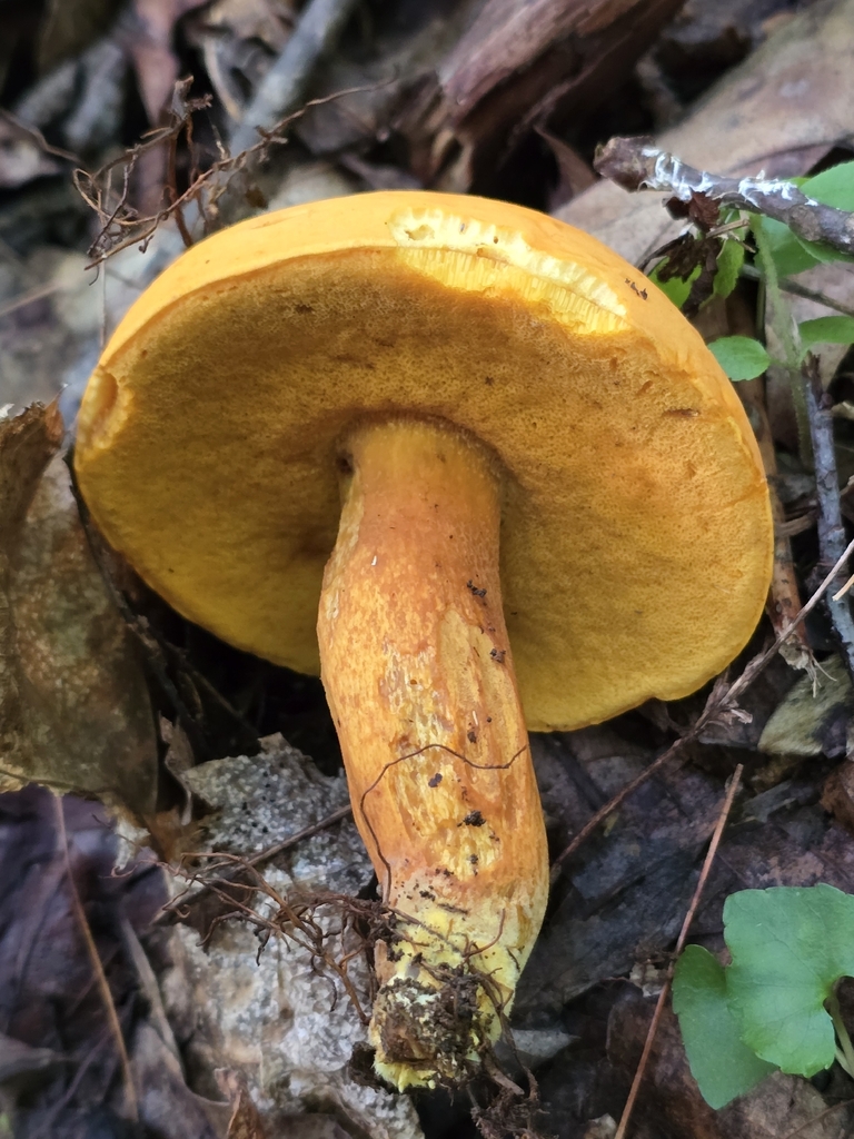 Boletus aurantiosplendens · June 2026 · photo: Photo: no rights reserved · iNaturalist