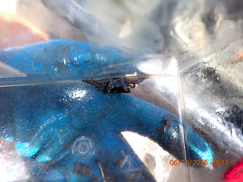 Pachygrapsus gracilis observed 2026-06-19
