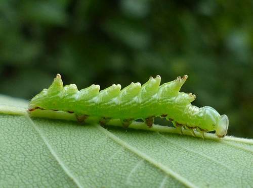 Double-toothed Prominent photo 3