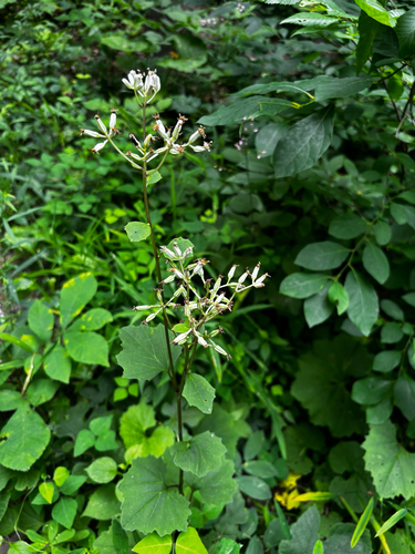 Arnoglossum reniforme, photograph 4