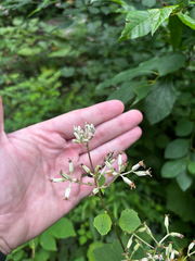 Arnoglossum reniforme, photograph Chris Stahl, CC BY, iNaturalist via GBIF