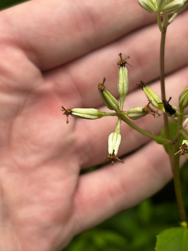 Arnoglossum reniforme, photograph 6
