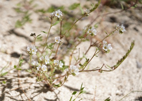 Phacelia mohavensis, 2026-06-16