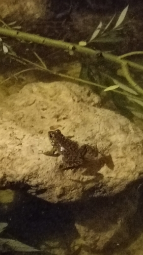 Iberian Green Frog