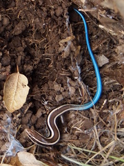 Plestiodon skiltonianus skiltonianus