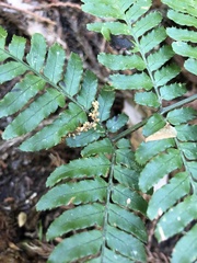 Dryopteris erythrosora