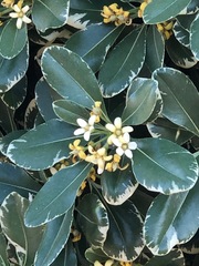 Magnoliopsida