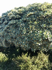 Magnoliopsida