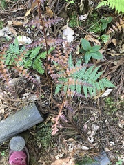 Dryopteris erythrosora