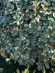 Magnoliopsida