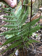 Dryopteris erythrosora