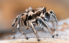 Habronattus clypeatus