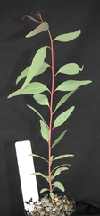 Eucalyptus rowleyi