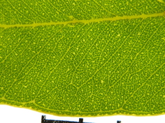Eucalyptus rowleyi